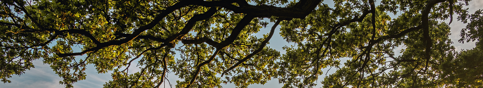 Website_Coverbeeld_21 Zen-shiatsu coaching