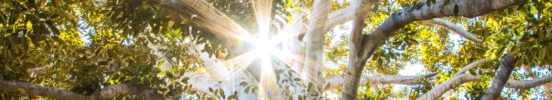 Website_Coverbeeld_21 Zen-shiatsu coaching
